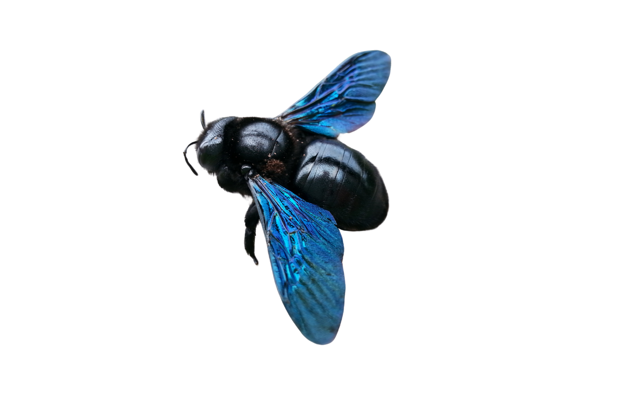 Carpenter Bee