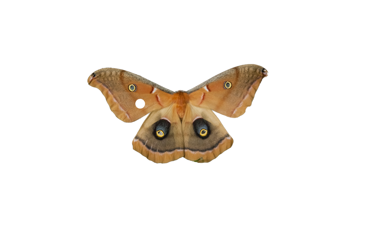 Moths