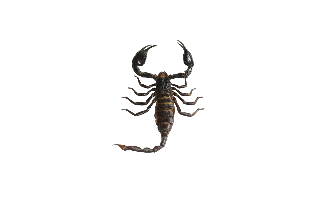 scorpion