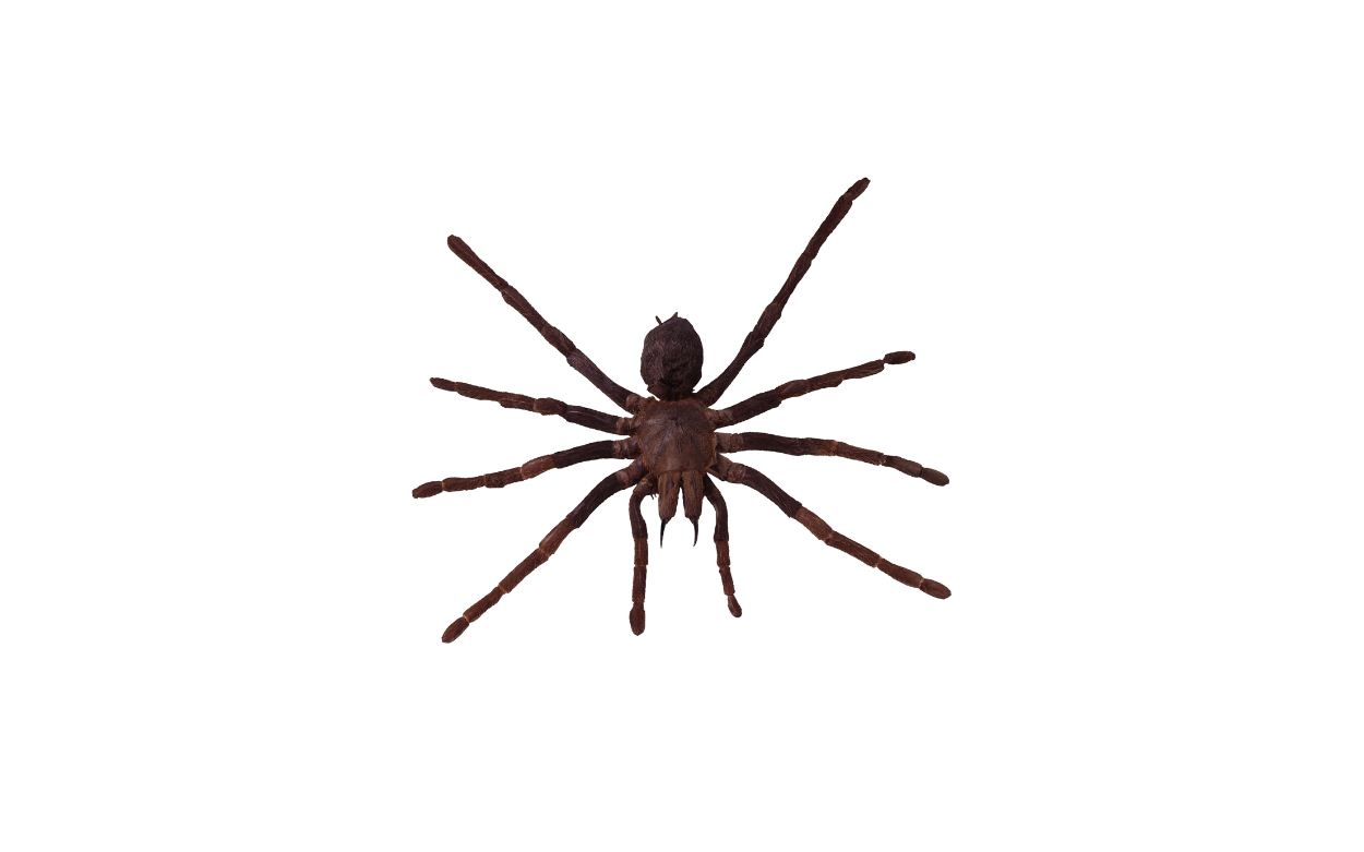 Spider