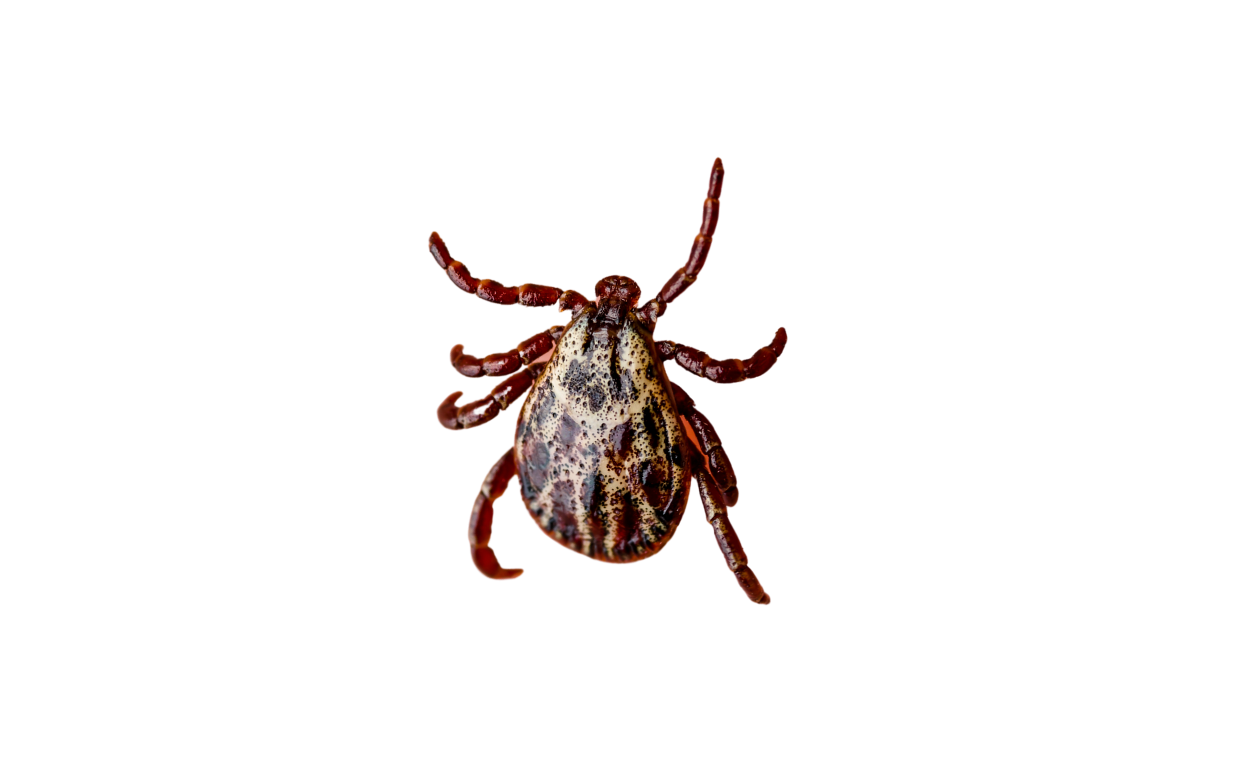 Ticks